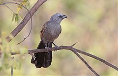 Apostlebird